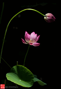 竹青闻采集到花