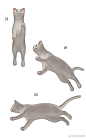 360°猫猫结构参考
绘画参考/动物/猫/生物 ​​​​