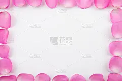 玫瑰,自然美,背景,贺卡,留白,情人节,古典式,夏天,仅一朵花,花束