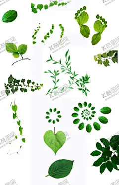 树叶 【酷图网】树叶,叶子,植物,枝条,藤蔓,脚印