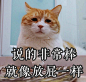 猫猫表情包