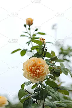 美丽的英国玫瑰花。