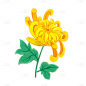 手绘-重阳节元素贴纸-菊花