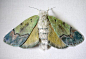 #色彩# 飞蛾是我最惧怕的生物丨来自北卡罗来纳州的艺术家Yumi Okita布艺刺绣作品