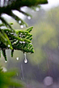 芒种初过雨及时 ​​​​