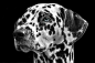 Dalmatians, Dog, Animal, Head, Animal Portrait