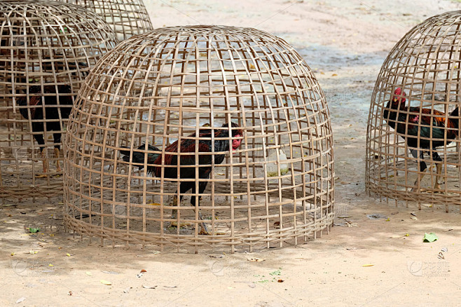 竹笼困泰式鸡。
