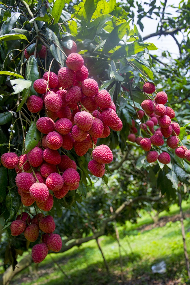 花瓣素材_在孟加拉国伊什瓦迪的鲁普普采摘的荔枝。_156050748-花瓣网