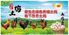 土鸡海报  - 源文件下载【酷图网】土鸡海报,蓝天白云背景,散养土鸡,家禽,公鸡,母鸡