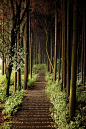 Forest path, Chengdu, China