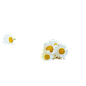 洋甘菊