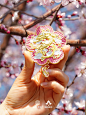 樱花季来了｜春日限定樱花冰箱贴 - 小红书
