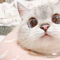 可爱 猫