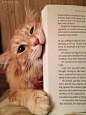 别读书了陪我玩吧！喵星人来袭！ 系列摄影 生活 猫 宠物摄影 喵星人 可爱  #喵星人#