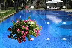 游泳池 花 大自然 水 美丽的花朵 花卉背景 花壁纸 植物