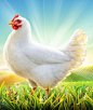 Farm Chicken : Illustration done for Radwa poultry farm .