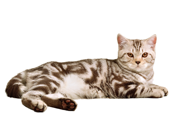 猫png