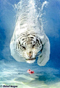 White tiger in water.