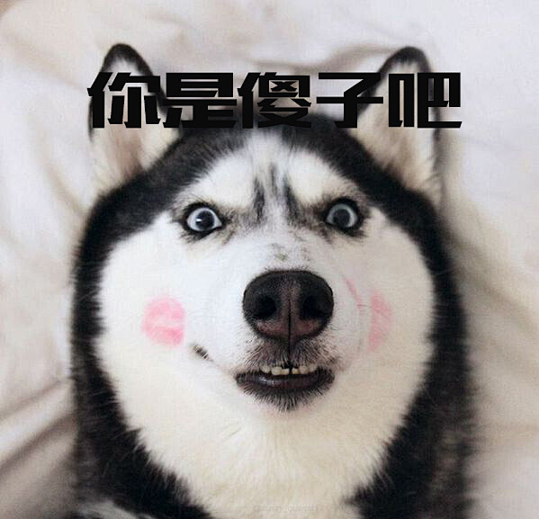 二哈你是傻子吧