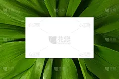 白色卡片与复制空间上的绿色热带树叶背景平铺顶视图。创意生态纸布局。模板，模型，空白的网站，社交媒体，