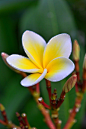 ~~Bali flower ~ Plumeria by Egor Ryazanov~~