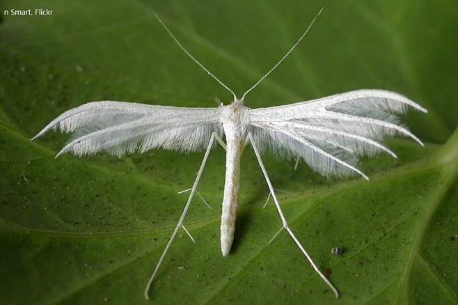 白羽蛾pterophoruspentadactyla动物率叶插件让花瓣网更好用