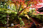 momiji '15 - autumn foliage #15 (Eisho-in temple, Kyoto) : 1/90s f/5.0 ISO320