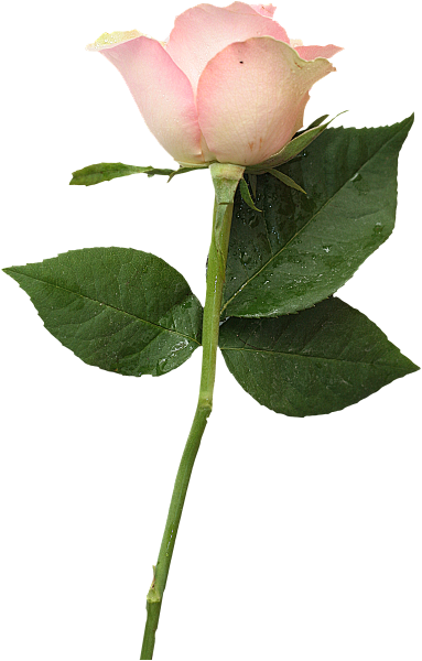 花朵素材PNG免抠图素材