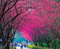 福建山樱花