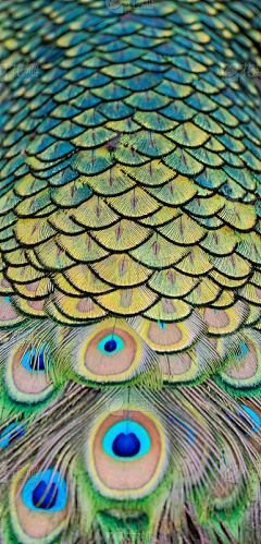费蓝采集到动物插画