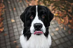 点击来源直接获取大图文件 |有趣的狗等待食物，特写广角肖像