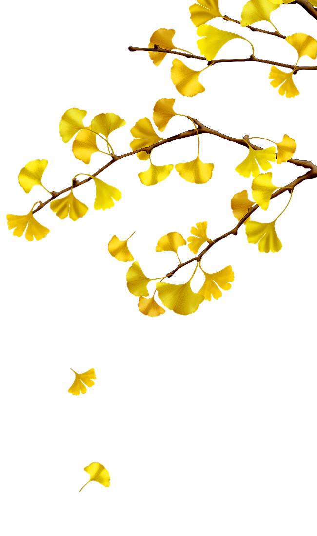 @冒险家的旅程か★
鲜花png 花朵pn...