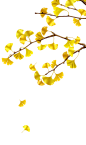 @冒险家的旅程か★
鲜花png 花朵png 叶子png 花卉 秋季金色银杏叶红叶