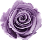 紫色花