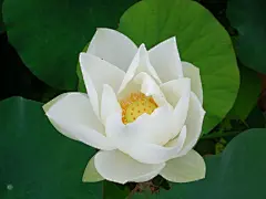 夏意盎然之美丽荷花壁纸桌面壁纸1
