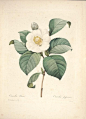 【Post Card日常的诗意】Vintage Flora 复古花卉明信片 一套12张 原创 设计 新款 2013 正品 代购  淘宝