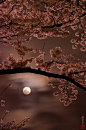 Cherry Blossom Moon