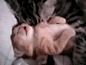 猫妈妈将做恶梦的猫宝宝抱在怀里！每次看到这个图都感觉好有爱！「搞笑贴」 ​​​​