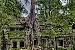 水墨剔透采集到树叶，盆景，绿植