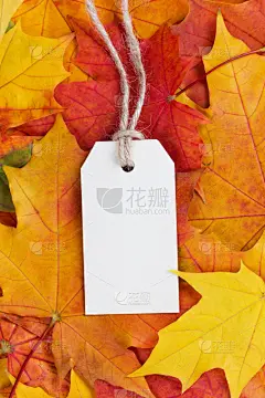 标签,叶子,秋天,价格标签,待售,礼节,贴标签,垂直画幅,贺卡,留白