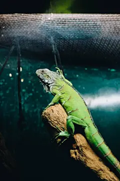 变色龙高清摄影素材
