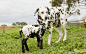 This black and white spotted lamb seems to think he is a Dalmatian dog. The lamb born at a dog breeder's farm in South Australia's Barossa Valley. After being rejected by his mother he was quickly adopted by dog Zoe and the pair are now inseparable. The d