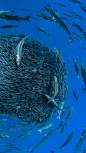 福米加什群岛沿岸环绕竹荚鱼组成的饵球的欧洲魣和蓝鱼，亚速尔群岛 (© Jordi Chias/Minden Pictures)
这群大西洋的竹荚鱼正在形成一个饵球，当它们被像欧洲魣和蓝鱼这样的捕食者包围时，聪明的它们会聚集在一起，露出最少数量的鱼来保护自己的种群，这样的饵球能保护大多数小鱼。你所看到的这一幕发生在位于大西洋上的一座孤独小岛——亚速尔群岛，这里有你所想象不到的纯正自然生态。
2018-05-02
欧洲, 葡萄牙, 福米加什群岛