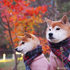 caomeisuan采集到可爱的