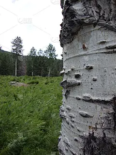 白杨树皮