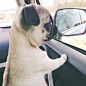 Pug puppy, pining for an escape.: 