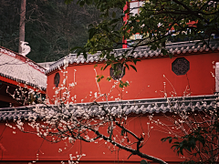 黎莓德采集到红墙与白梅相遇