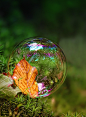 Autumn Bubble, The Enchanted Wood
photo via olle