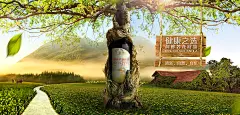 菜籽油海报合成 : 进口菜籽油banner创意合成