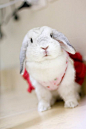 Frosty Point / frosted pearl Holland lop